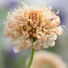 100 Scabiosa Fata Morgana Seeds Fresh Indoor Outdoor Garden