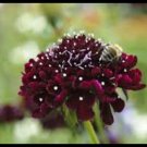 30 Scabiosa Black Knight Seeds Fresh Indoor Outdoor Garden