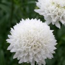 30 Scabiosa Snow Maiden Seeds Fresh Indoor Outdoor Garden