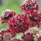 100 Scabiosa Fire King Seeds Fresh Indoor Outdoor Garden