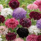 30 Scabiosa Formula Mix Seeds Fresh Indoor Outdoor Garden
