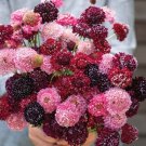 100 Scabiosa Berry Mix Seeds Fresh Indoor Outdoor Garden