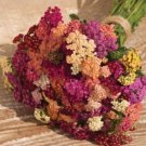 50 Yarrow Colorado Mix Seeds Fresh Indoor Outdoor Garden