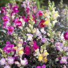 50 Snapdragon Twilight Mix Seeds Fresh Indoor Outdoor Garden