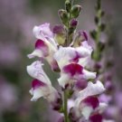 50 Snapdragon Lucky Lips Seeds Fresh Indoor Outdoor Garden