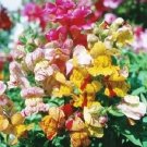 100 Snapdragon Brighton Rock Seeds Fresh Indoor Outdoor Garden