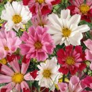 50 Cosmos Seashells Mix Seeds Fresh Indoor Outdoor Garden
