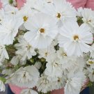 40 Cosmos Fizzy White Seeds Fresh Indoor Outdoor Garden