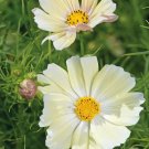40 Cosmos Kiiro Seeds Fresh Indoor Outdoor Garden