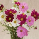 35 Cosmos Versailles Mix Seeds Fresh Indoor Outdoor Garden