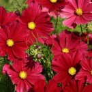 40 Cosmos Rubenza Seeds Fresh Indoor Outdoor Garden