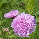 50 Cosmos Double Dutch Rose Seeds Fresh Indoor Outdoor Garden