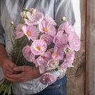 30 Cosmos Cupcakes Blush Seeds Fresh Indoor Outdoor Garden