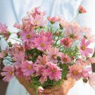 30 Cosmos Apricotta Seeds Fresh Indoor Outdoor Garden