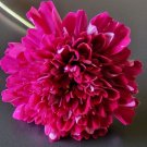 100 Cosmos Double Click Cranberry Seeds Fresh Indoor Outdoor Garden