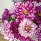 100 Cosmos Double Click Bi Color Violet Seeds Fresh Indoor Outdoor Garden