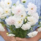 100 Cosmos Double Click Snow Puff Seeds Fresh Indoor Outdoor Garden
