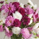 100 Cosmos Double Click Mix Seeds Fresh Indoor Outdoor Garden