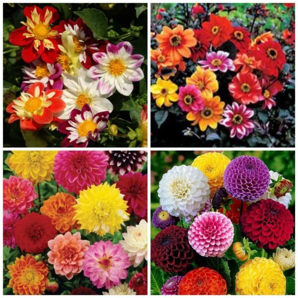 Dahlia Variety Dandy Improved Bishops Child Showtime/Showpiece Pompon Fresh Indoor Outdoor Garden