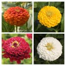 Zinnia Variety Giant Orange Giant Golden Yellow Giant Deep Red Giant White Fresh Indoor Outdoor Gard