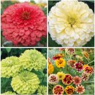 Zinnia Variety Giant Coral Giant Buttercream Green Envy Jazzy Mix Fresh Indoor Outdoor Garden