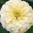 40 Zinnia Giant Dahlia Flowered ""Buttercream"" Seeds Fresh Indoor Outdoor Garden 40 Zinnia Giant Dahlia Flowered ""Buttercream"" Seeds Fresh Indoor Outdoor Garden