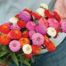 50 Zinnia Sunbow Mix Seeds Fresh Indoor Outdoor Garden