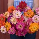 40 Zinnia Cactus Flowered Mix Seeds Fresh Indoor Outdoor Garden