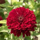 40 Zinnia Deep Red Giant Dahlia Flowered Seeds Fresh Indoor Outdoor Garden