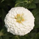40 Zinnia Giant White Seeds Fresh Indoor Outdoor Garden