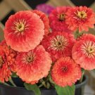 40 Zinnia Giant Coral Seeds Fresh Indoor Outdoor Garden