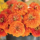 40 Zinnia Giant Orange Seeds Fresh Indoor Outdoor Garden