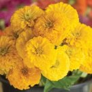 40 Zinnia Giant Golden Yellow Seeds Fresh Indoor Outdoor Garden