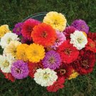 40 Zinnia Giant Dahlia Flowered Mix Seeds Fresh Indoor Outdoor Garden