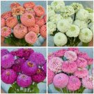 Oklahoma Zinnia Variety Salmon White Carmine Pink 25 Seeds For Each Fresh Indoor Outdoor Garden