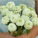 25 Zinnia Oklahoma White Seeds Fresh Indoor Outdoor Garden