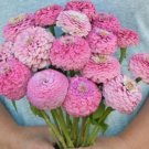 25 Zinnia Oklahoma Pink Seeds Fresh Indoor Outdoor Garden