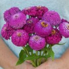 25 Zinnia Oklahoma Carmine Seeds Fresh Indoor Outdoor Garden