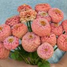 25 Zinnia Oklahoma Salmon Seeds Fresh Indoor Outdoor Garden