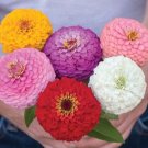 50 Zinnia Oklahoma Mix Seeds Fresh Indoor Outdoor Garden