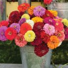 40 Zinnia Benarys Giant Mix Seeds Fresh Indoor Outdoor Garden