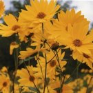 40 Maximillian Sunflower Seeds *Perennial* Fresh Indoor Outdoor Garden