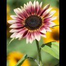 25 Sunflower Strawberry Blonde Seeds Fresh Indoor Outdoor Garden