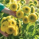 25 Sunflower Gummy Bear Seeds Fresh Indoor Outdoor Garden