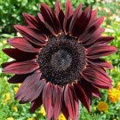 25 Sunflower Chocolate Cherry Seeds Fresh Indoor Outdoor Garden