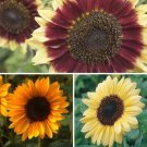 Sunflower Variety Florenza Valentine Sonja 25 Seeds Of Each ×3 Fresh Indoor Outdoor Garden