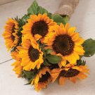 25 Sunflower Sonja Seeds Fresh Indoor Outdoor Garden