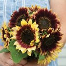 25 Sunflower Florenza Seeds Fresh Indoor Outdoor Garden
