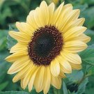 25 Sunflower Valentine Seeds Fresh Indoor Outdoor Garden
