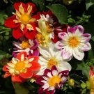 40 Dahlia Dandy Improved Mix Seeds Fresh Indoor Outdoor Garden